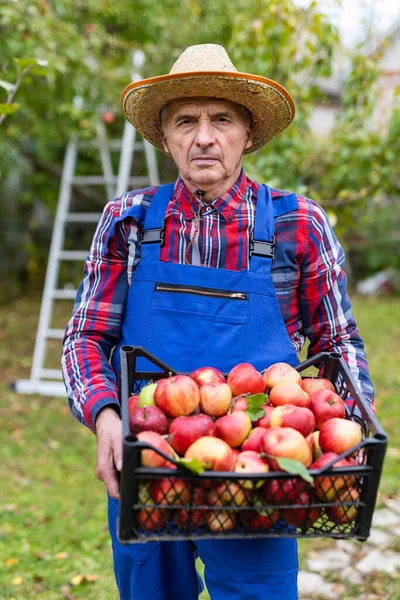 Senior farmer harvesting apples in organic apple orchard. Elderly man holding box with a lot of apples. Vertical view