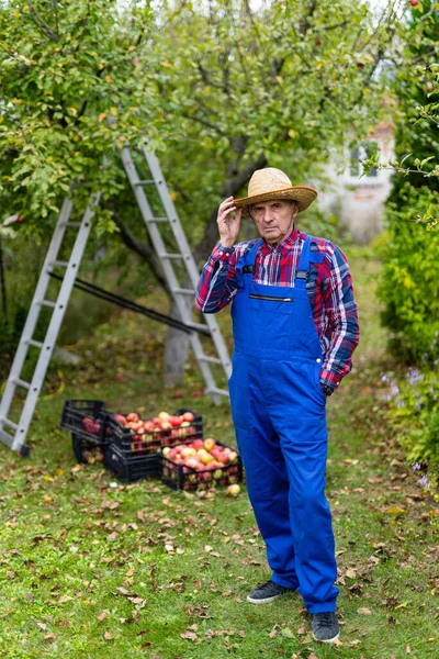 Sepete meyve koyduktan sonra şapkalı çiftçi kameraya poz veriyor. Kıdemli adam meyve bahçesinde olgun organik elmalar topluyor. Dikey görünüm