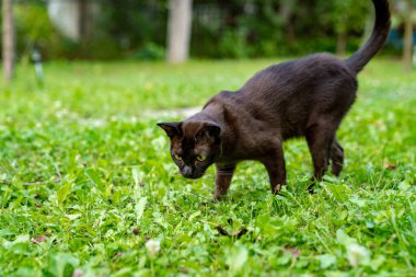 Komik kedi yazın yeşil çimlerin arka planında doğrudan parktaki kameraya bakıyor. Yakın plan. Bulanık arkaplan