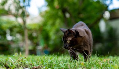 Burmalı komik bir kedi dışarıda oynuyor. Bahçede yürürken mutlu kedi yukarı bakıyor. Tam boy görüş açısı. Hayvanlar kavramı