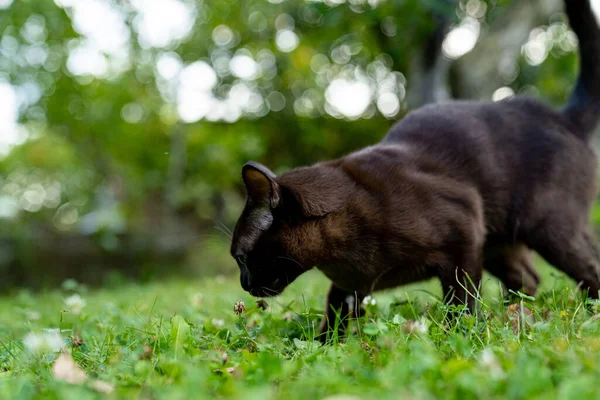 재밌는 고양이가 즐거운 고양이 정원에서 사냥하는 시선을 돌리는 전체적 동물의 — 스톡 사진