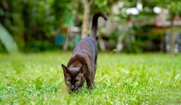 Gatito Birmano Marrón Mirando Hacia Otro Lado Preparándose Para Atrapar — Foto de Stock