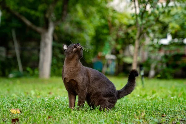 Gatito Birmano Marrón Mirando Hacia Otro Lado Preparándose Para Atrapar — Foto de Stock