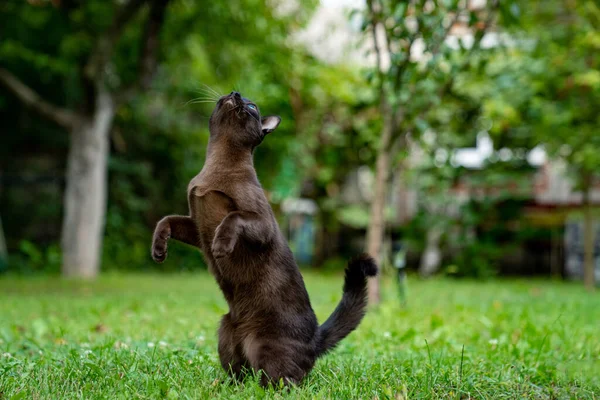 Dışarıda Sevimli Bir Kedi Var Yeşil Çimlerde Avlanan Kahverengi Bir — Stok fotoğraf