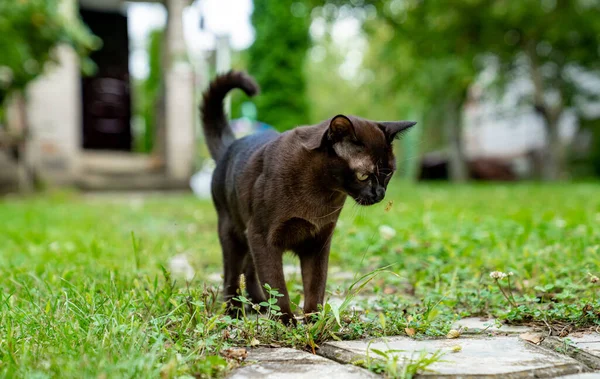 Brązowy Kot Siedzący Łonie Natury Urocze Domowe Zwierzątko Siedzące Trawie — Zdjęcie stockowe