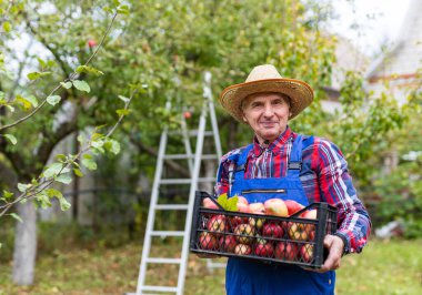 Bahçede elmalarla çalışan çekici bir adam. Üniformalı çiftçi elinde elma sepeti tutuyor..