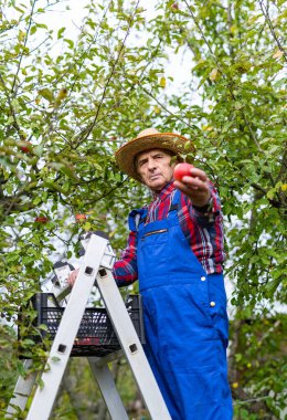 Meyve bahçesindeki ağaçtan elma toplayan çiftçi. Tarlada çalışan ve elma toplayan yakışıklı bir çiftçi..