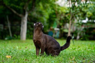 Dışarıda, çimlerin üzerinde oynayan sevimli küçük kedi yavrusu. Doğada sevimli komik kedi avı..
