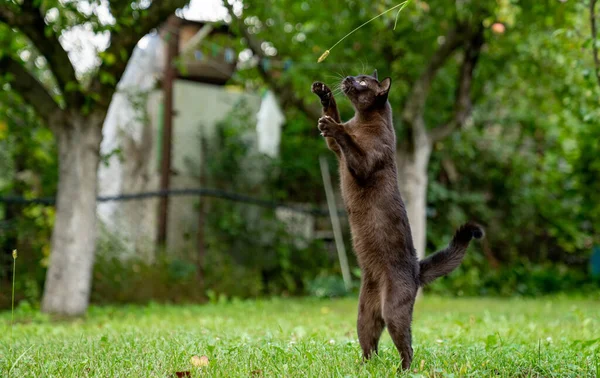 Çimenlerde Yürüyen Çekici Genç Bir Kedi Çocuk Parkında Oynayan Komik — Stok fotoğraf