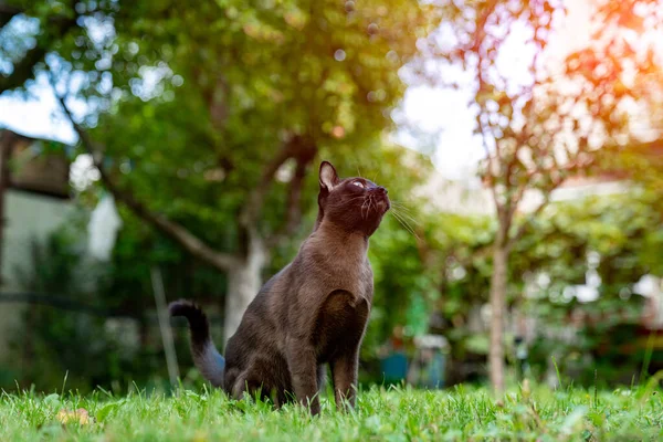Doğada Sevimli Komik Kedi Avı Küçük Sevimli Kedi Yavrusu Çimlerin — Stok fotoğraf