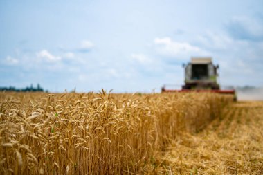 Tarlalardan olgun mahsulleri toplama süreci. Sahadaki özel teknisyen. Altın buğdaylı modern makineler. Mısır gevreği ya da buğday toplama. Ağır makineler