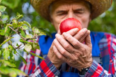 Organik taze meyve ağacı hasadı. Elma bahçesinde tarım sepeti.