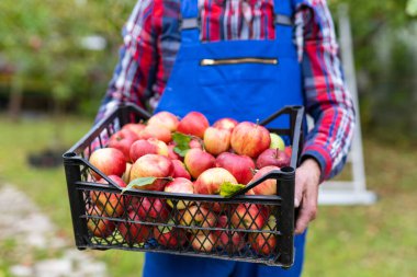 Çiftçinin tuttuğu sepetteki olgun elmalar. Sonbahar elmaları meyve bahçesinde hasat ediliyor..