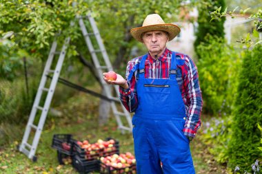 Formda olmayan ve elma bahçesinde duran bir çiftçi. Açık hava meyve bahçeleri..