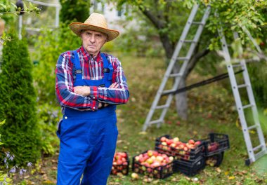 Hasatçı olgun elmaları topluyor. Bitkilerde tarım bahçıvanı mevsimlik işleri.