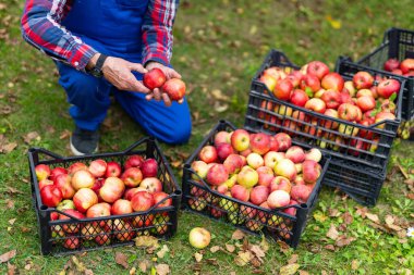 Yakışıklı, profesyonel çiftçi dolu sepetlerin üzerinde kırmızı elmalar. Olgun elmaları sepetlerde yetiştiriyorum..
