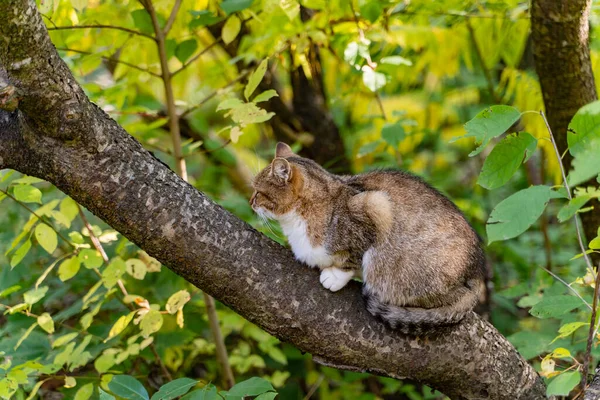 Trevlig Katt Med Randig Svans Sittande Trädet Sömnig Katt Vilar — Stockfoto