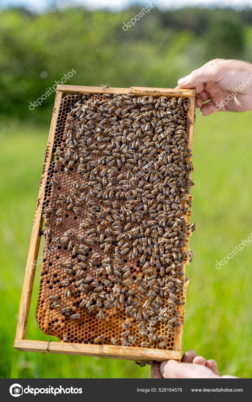 Деревянная Медовая Рама Держится Руки Пчеловод Держит Соты Полные.