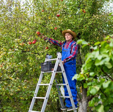 Bahçesindeki merdivenin üzerinde duran yaşlı adam ağaçtan olgun meyveleri toplamaya hazır. İş yerinde üniformalı bir çiftçinin tam boy fotoğrafı..