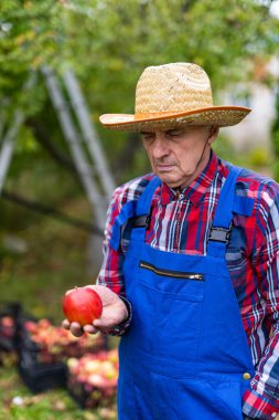 Hasır şapkalı yaşlı adam avucunda bir elma tutuyor ve ona bakıyor. Bahçesindeki mahsulleri değerlendiren mavi üniformalı bir çiftçi..
