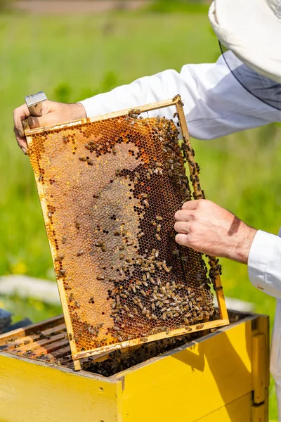 Apicultor Macho Está Trabajando Con Abejas Colmenas Colmenar Marcos Una — Foto de Stock