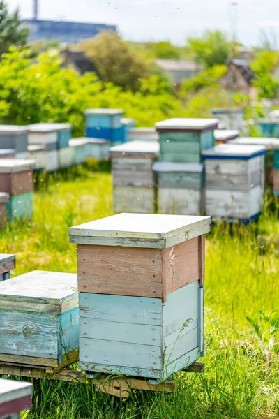Houten Bijenkorven Frames Van Een Bijenkorf Zonnige Dag Het Perfecte — Stockfoto