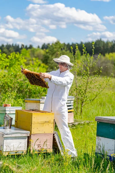 养蜂人与蜂窝中的蜜蜂一起工作 身穿防护服 一个人在一个小农场干活 从木制蜂窝里拿蜂窝 经验转让概念 — 图库照片