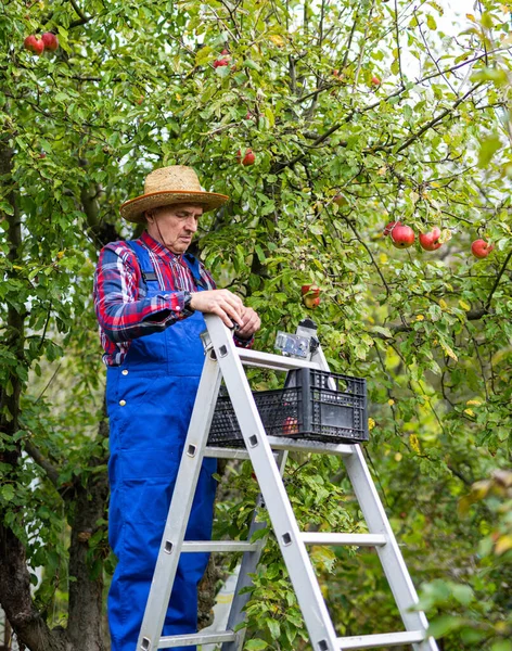 Çiftçi merdivende duruyor ve bahçede elma topluyor. Şapkalı yaşlı adam merdivende duruyor ve elma ağacından olgun meyveleri topluyor..