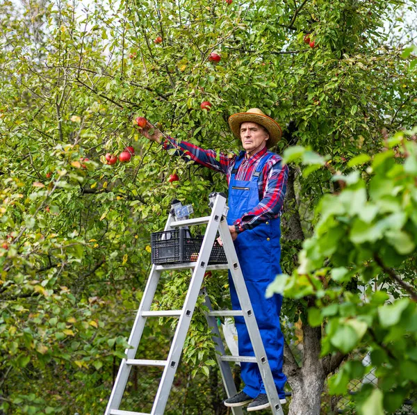 Bahçesindeki merdivenin üzerinde duran yaşlı adam ağaçtan olgun meyveleri toplamaya hazır. İş yerinde üniformalı bir çiftçinin tam boy fotoğrafı..