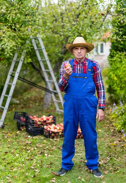 Starszy Ranczer Trzyma Jabłko Dłoni Farmer Stojący Ogrodzie Pokazujący Swoje — Zdjęcie stockowe