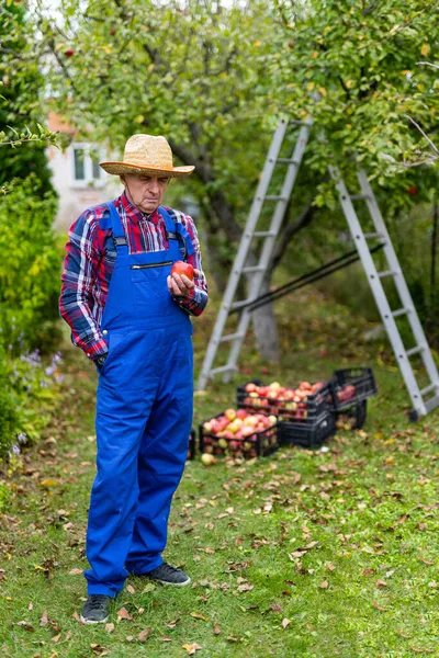 농부가 농작물의 사과를 노려보고 있습니다 정원에 농부의 — 스톡 사진