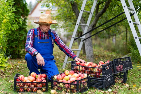Gerçek çiftçi bahçede oturuyor ve organik elmalarına bakıyor. Yaşlı çiftçi meyve bahçesinde toplanan elma hasadını kontrol ediyor. Erkek, bahçesindeki ekinlerle çevrili..