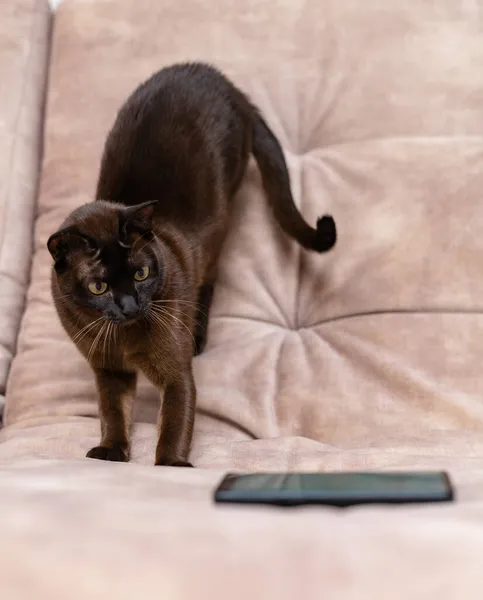 Kortharig Zwart Poesje Dat Intens Naar Smartphone Staart Mooie Kat — Stockfoto