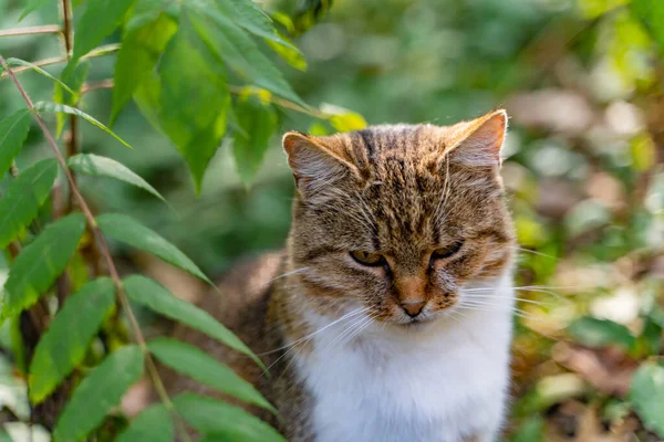 Yumuşak Kedi Yavrusu Başka Tarafa Bakıyor Gün Işığını Seyrediyor Güzel — Stok fotoğraf