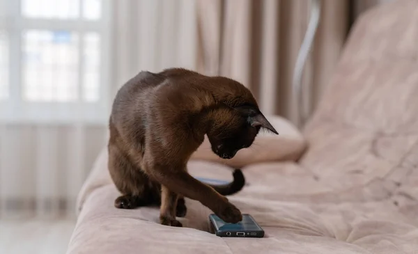 Kat Woonkamer Speelse Huiskat Rustend Het Huis Spelend Met Smartphone — Stockfoto