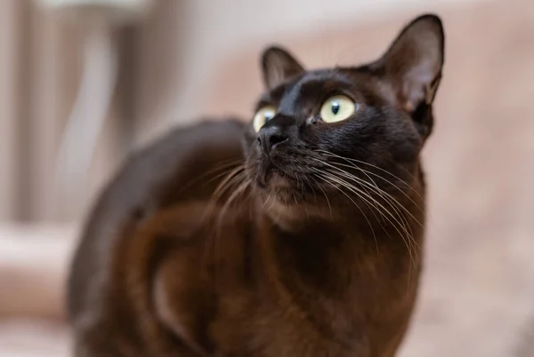 Cat Melihat Jauh Rumah Dekat Dengan Kucing Peliharaan Beristirahat Rumah — Stok Foto