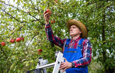 Kırmızı organik meyve hasadı. Yakışıklı bahçıvan ağaçtan elma topluyor..