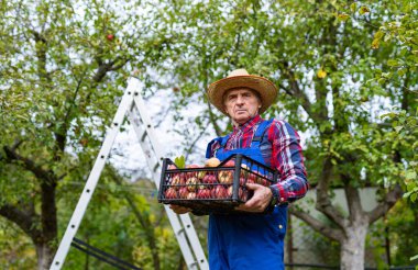 Sulu mevsimlik yaz hasadı. Ağaçtan olgun kırmızı elma topluyorum..