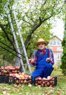 Tarım kırmızı elma çiftçiliği. Organik, lezzetli meyve bahçeleri..