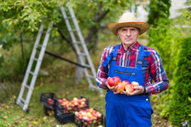 Mevsimlik yaz meyve hasadı. Şapkalı ve üniformalı yakışıklı bir bahçıvan..