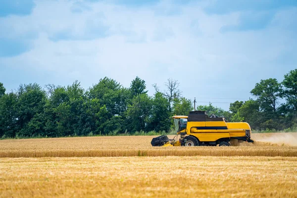 Tarlalarda mahsul hasat eden özel bir makine, tarım teknisyenleri iş başında. Olgun hasat konsepti. Ekin panoraması. Mısır gevreği ya da buğday toplama. Ağır makineler, mavi gökyüzü