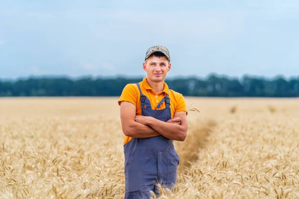 Сельскохозяйственный Рабочий Работающий Поле Комбайном Красивый Садовник Выращивающий Золотую Пшеницу — стоковое фото