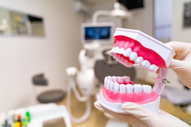 İnsan çenesinin plastik anatomik modeli. Diş plastik örneği.