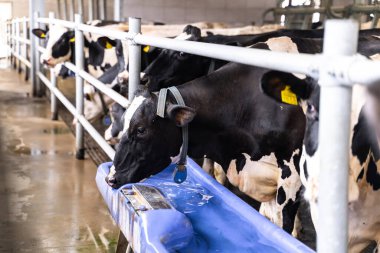 Cows agricultural countryside milk farming. Summer dairy landscapes.