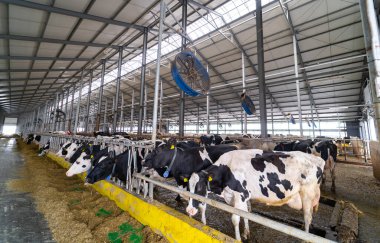 Tarım kırsal süt endüstrisi. İneklerle tarım sütü hangarı.