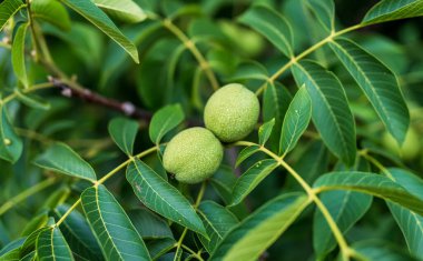 İncir ağacında büyüyen bebek incirlerin yakın plan görüntüsü. Yaz yeşili bitki ve organik meyve.