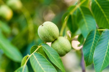 Agricultural fresh garden background. Close up view of green fruits on tree.
