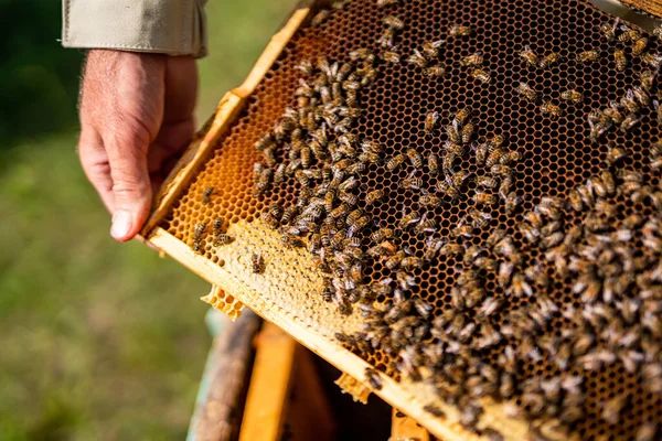 Hands Beekeeper Showing Wooden Frame Insects Beeswax Honeycomb Apiary — стоковое фото