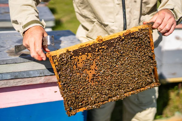 Beehive Wooden Frame Apiary Agriculture Insect Organic Farming — стоковое фото