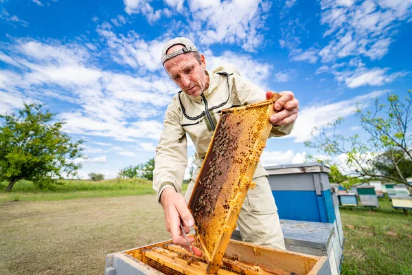 Bee Honeycombs Farming Man Hands Beekeeper Showing Wooden Frame Insects — Foto Stock